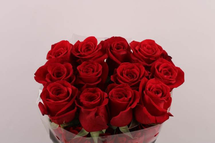 Rose Freedom 50 sm