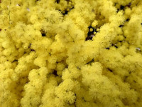 Mimosa 200gr Fiorita Italia