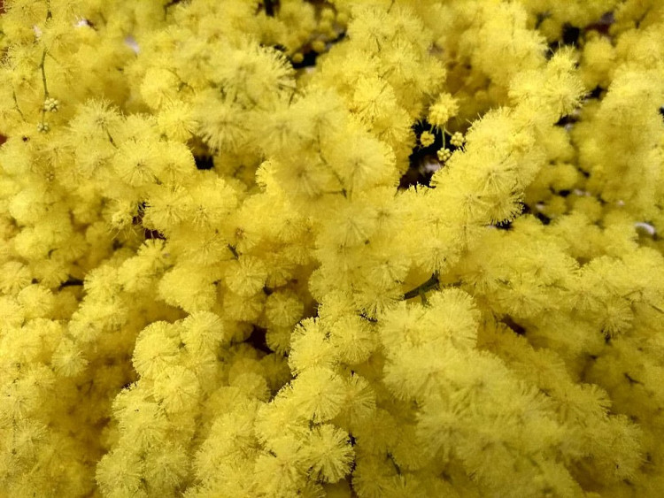 Mimosa 200gr Fiorita Italia
