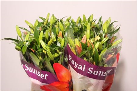 Li La Royal Sunset