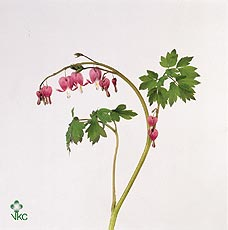 Dicentra Spectabilis