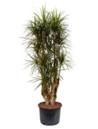 Dracaena Marginata Vertakt