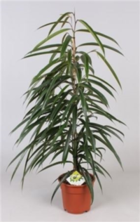 Ficus Bin Alli (grower)