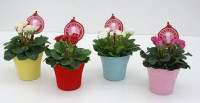 Primula Ov13/20