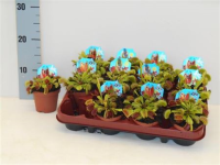 Dionaea Muscipula 9/10