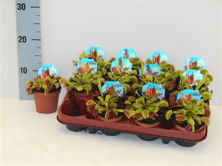 Dionaea Muscipula 9/10