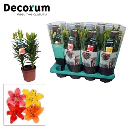 Lilium Aziaat Mix 3pp