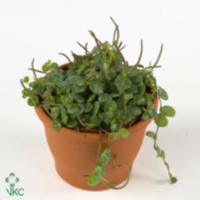 Peperomia Prostrata Hangpot