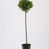 Laurus Nobilis 11/30 - 2315.970x0