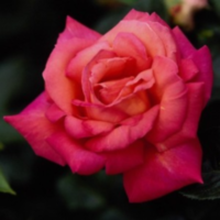 Rosa Bm Lila (grower)