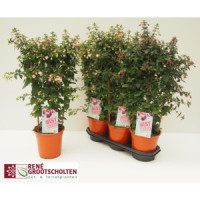 Fuchsia 510/25