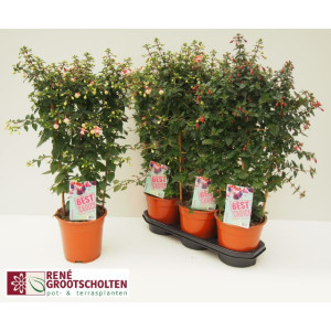 Fuchsia 510/25