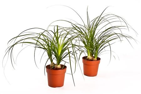 Beaucarnea Recur Nolina 7/25