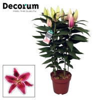 Lilium Or 19/65