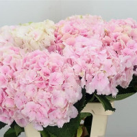 Ranunculus Hanoi Extra 45sm