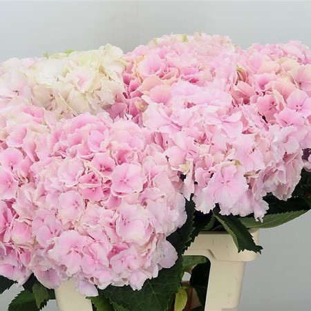 Ranunculus Hanoi Extra 45sm