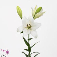 Lilium S La Larino X10 Holland