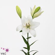 Lilium S La Larino X10 Holland