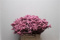 Brunia Kaaps Phaenocoma Pink X10