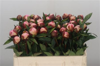 Paeonia Gardenia X10