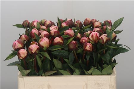 Paeonia Gardenia X10