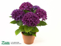 Hydrangea Cote Dazur 15/40
