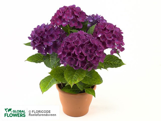 Hydrangea Cote Dazur 15/40