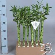 Dracaena Lucky Bamboo 14/30 - Dracaena Lucky Bamboo 10