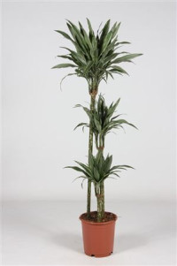 Dracaena Lucky Bamboo 14/30