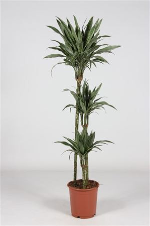 Dracaena Lucky Bamboo 14/30