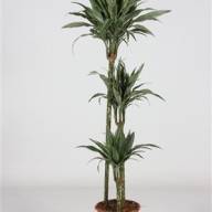 Dracaena Lucky Bamboo 14/30 - DRAC WERNECKEI 26.70 (1)