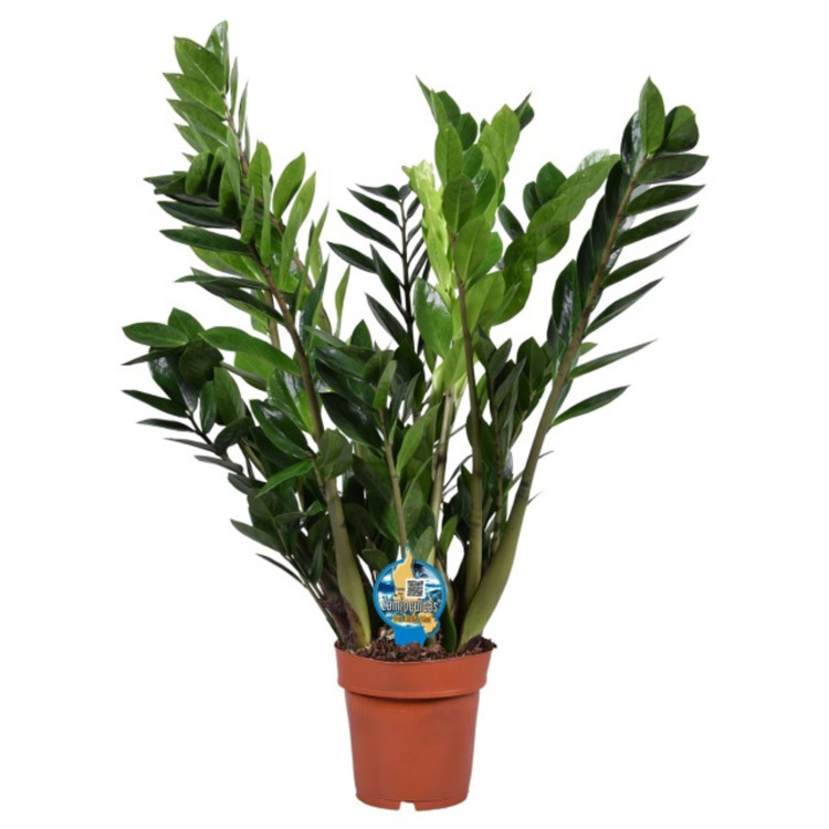 Zamioculcas 17/80