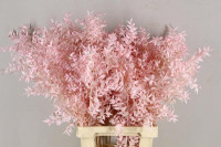 Ruscus Pink 70 sm