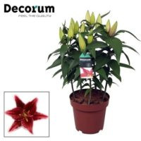 Lilium Or Magny Cours 19/50
