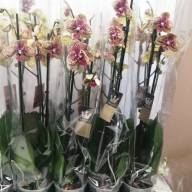 Phal A2 2-tak Elegant Karin Aloha 12/60 - IMG-20240731-WA0003