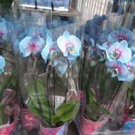 Phal A2 2-tak Elegant Karin Aloha 12/60 - IMG-f3eb8fce0abce79431449c0b778b5c5a-V