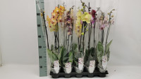 Phal 1-2 Phalaenova Mix budget 12/70