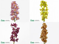 Cymbidium S 12 Holland