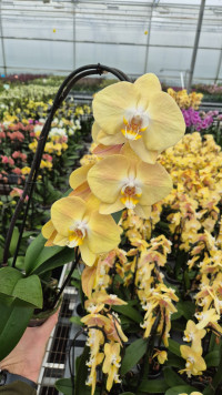 Phal 1-tak Cascade Yellow 12/50
