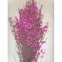 Ginestra 200gr Pink