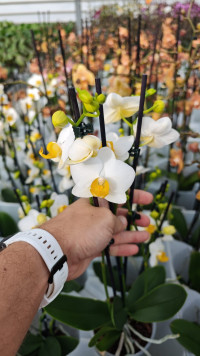 Phal Phalaenova Limited Mix 12/65 (2)