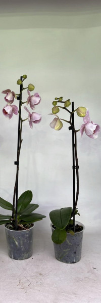 Phal Mutanten Half Mix 12/65