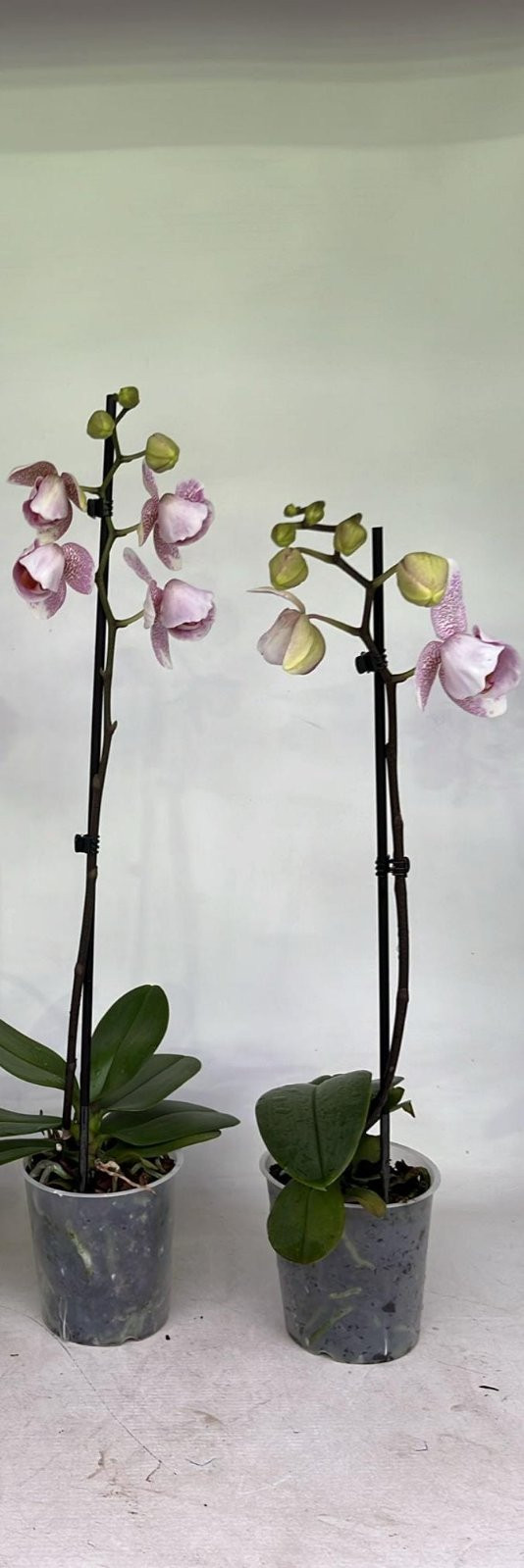 Phal Mutanten Half Mix 12/65