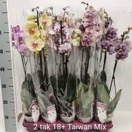 Phal 2-tak Authentic Multi Mix 9/35 - IMG-dd6e913cdd14003528e60836e080e822-V