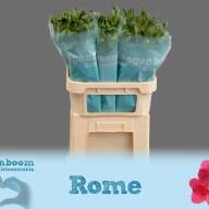 Allium Gladiator 85 sm - 1a4252f1-f62d-3e95-ac16-99a816558990