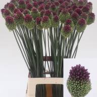 Allium Gladiator 85 sm - Allium Sphaerocephalon 90
