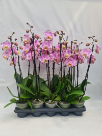 Phal 1-tak Magic Art Phalaenova 12/65
