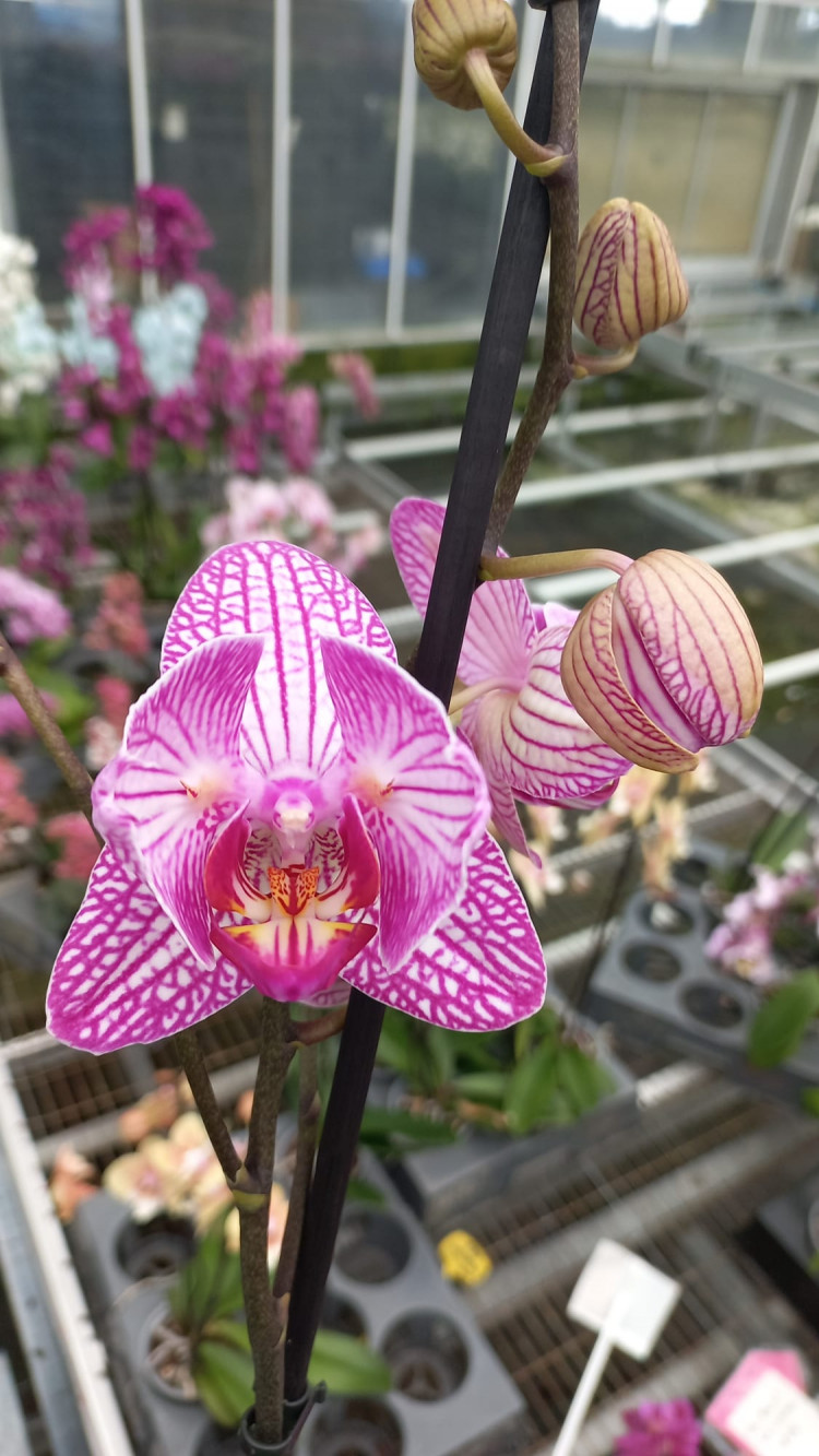 Phal Bolgheri Mutant 12/45