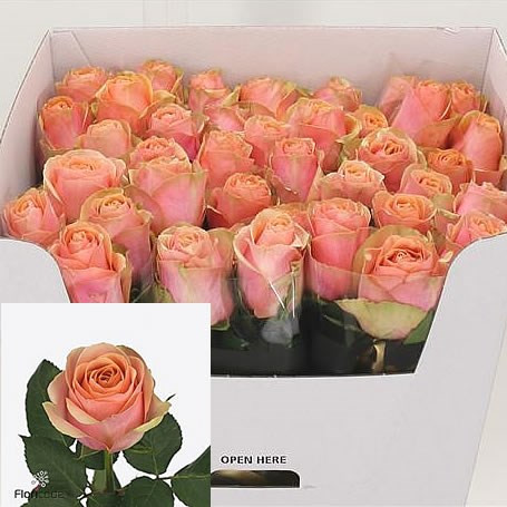 Rose Divident 60 sm