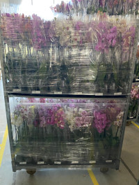 Phal A2 2/3-tak Orhids Mix 12/85